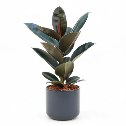 Ficus elastic Abidjan, Rubber