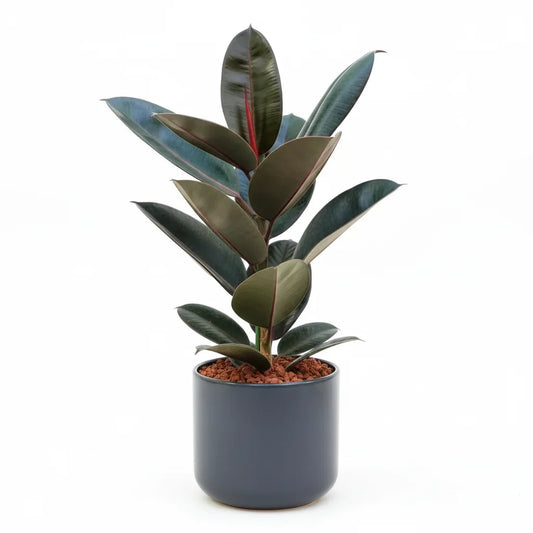 Ficus elastic Abidjan, Rubber