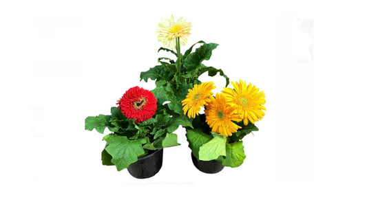 Gerbera Mix