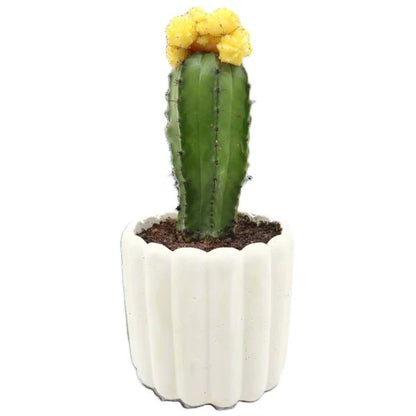 Gymnocalycium small 10-15cm