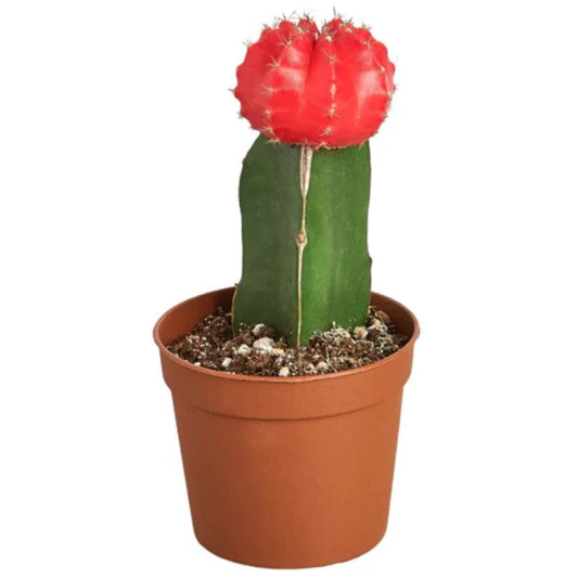 Gymnocalycium small 10-15cm