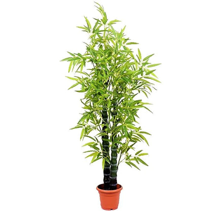 Bambusa Ventricosa, Buddha’s Belly Bamboo