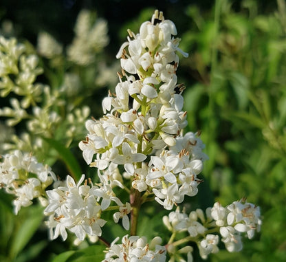 Henna “Lawsonia Inermis” Mehendi Plant