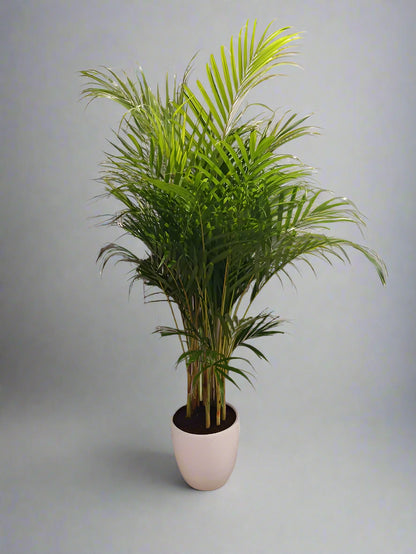 Areca Palm in Ceramic Pot -In Just 199AED