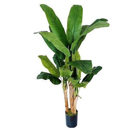 Musa Paradisiaca ,Banana Tree