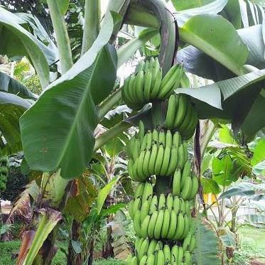 Musa Paradisiaca ,Banana Tree