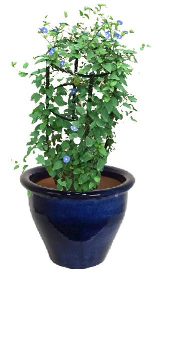 Jacquemontia Pentantha, Sky Blue Cluster Vine