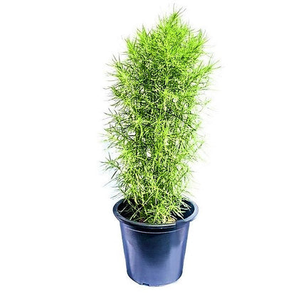 Kochia “summer cypress” 35-50 cm