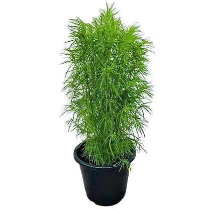 Kochia “summer cypress” 35-50 cm