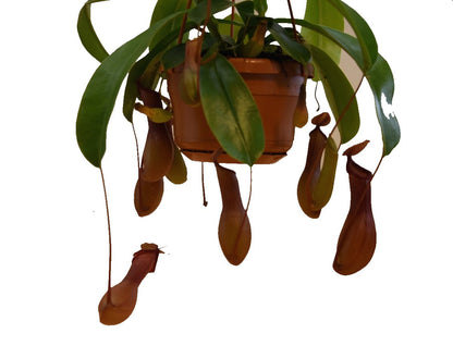 Monkey Jar Plant, Nepenthes big