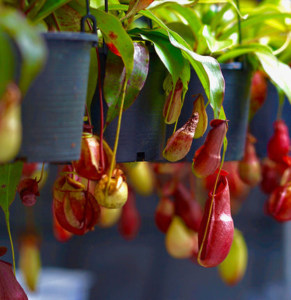 Monkey Jar Plant, Nepenthes big