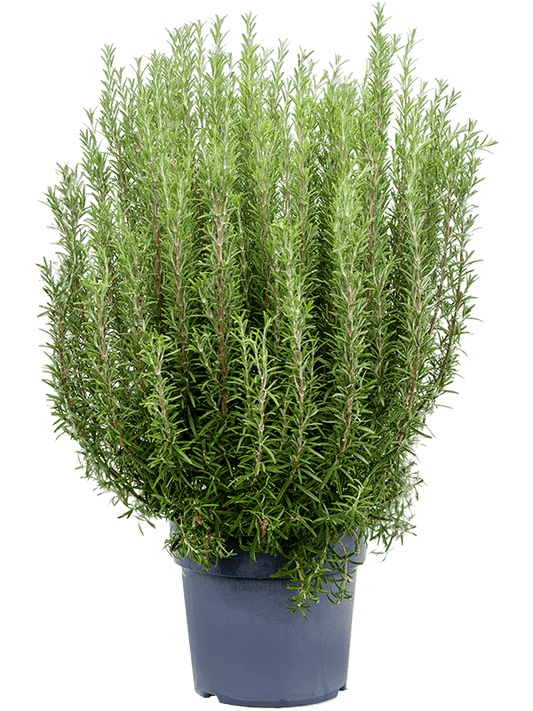 Rosmarinus Officialis, Rosemary Herb Indoor