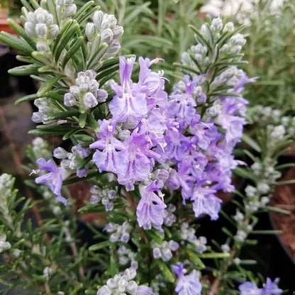 Rosmarinus Officialis, Rosemary Herb Indoor