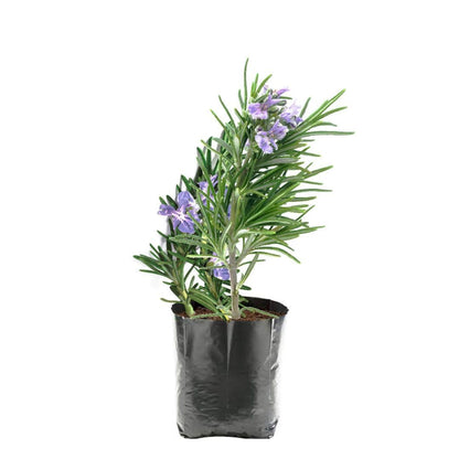 Rosmarinus Officialis, Rosemary Herb Indoor