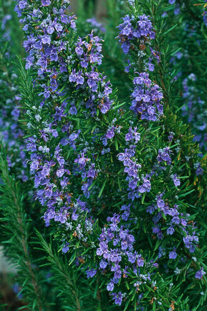 Rosmarinus Officialis, Rosemary Herb Indoor