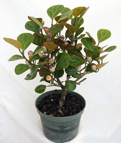 Ficus diversifolia “Mistletoe Fig” 0.4-0.6m