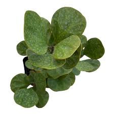 Ficus diversifolia “Mistletoe Fig” 0.4-0.6m