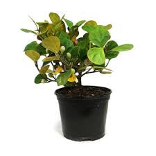 Ficus diversifolia “Mistletoe Fig” 0.4-0.6m