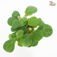 Ficus diversifolia “Mistletoe Fig” 0.4-0.6m