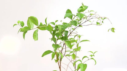Henna “Lawsonia Inermis” Mehendi Plant