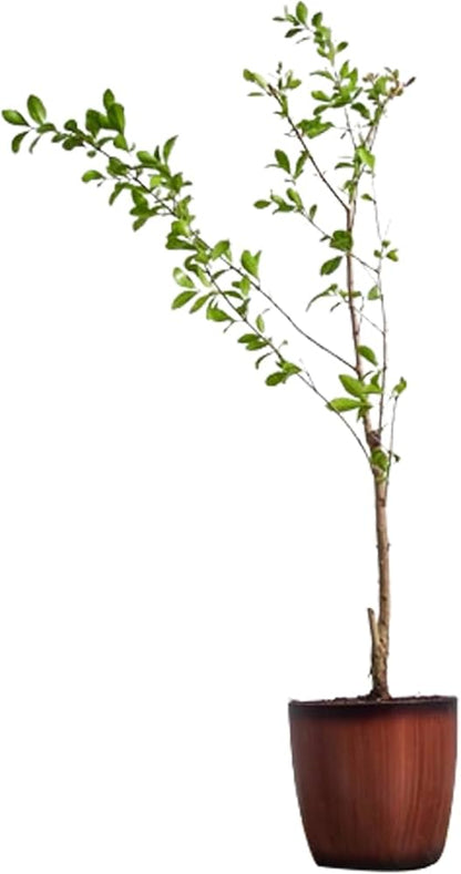 Henna “Lawsonia Inermis” Mehendi Plant