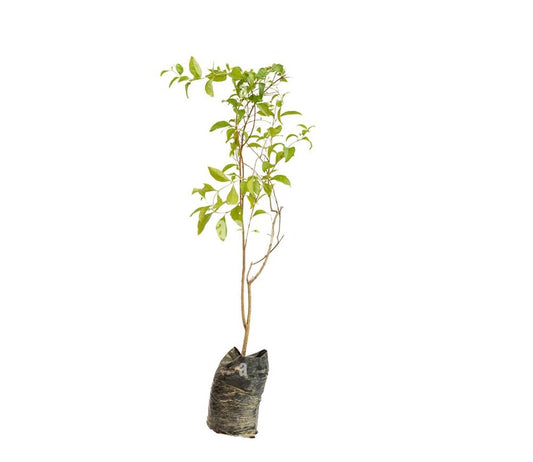 Henna “Lawsonia Inermis” Mehendi Plant