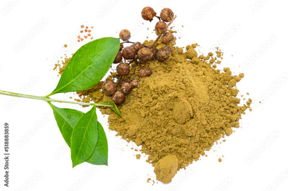 Henna “Lawsonia Inermis” Mehendi Plant