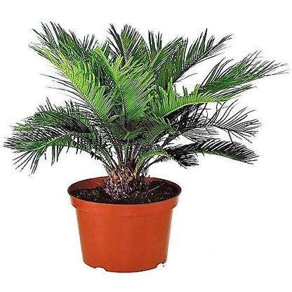 Cycas Revoluta “Sago Palm”