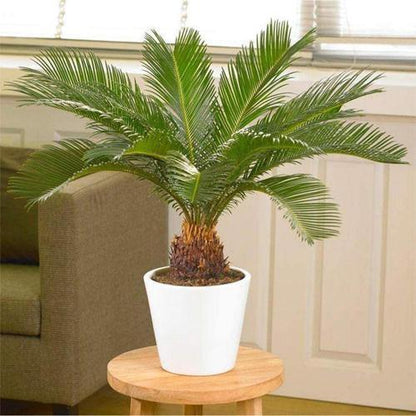 Cycas Revoluta “Sago Palm”