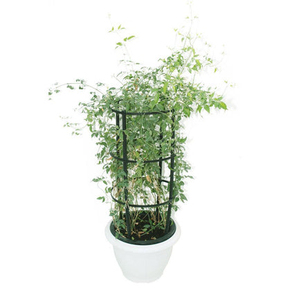 Jasmine “Jasminum Officinale” 0.8-1.0m