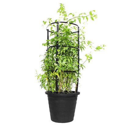 Jasmine “Jasminum Officinale” 0.8-1.0m