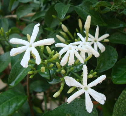 Jasmine “Jasminum Officinale” 0.8-1.0m