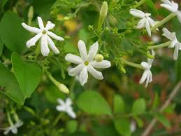 Jasmine “Jasminum Officinale” 0.8-1.0m
