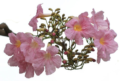Trumpet Tree, Tabebuia pentaphylla, Tabebuia Rosea