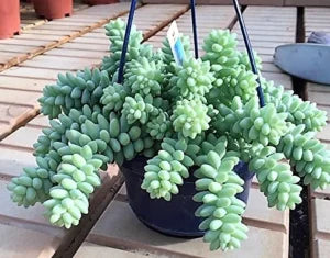 Sedum burrito , Burrows Tail Plant