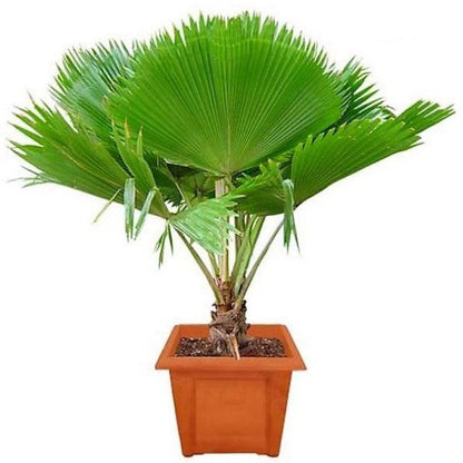 Pritchardia pacifica Or Fiji Fan Palm 80-100cm