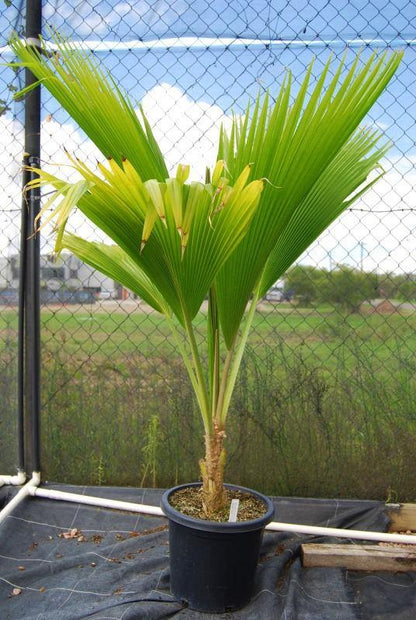 Pritchardia pacifica Or Fiji Fan Palm 80-100cm