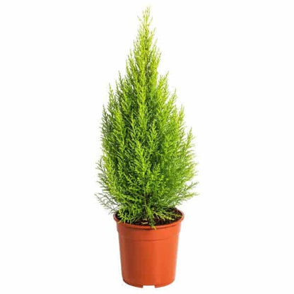 Goldcrest Wilma, Cupressus macrocarpa, Lemon Cyperu