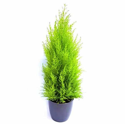 Goldcrest Wilma, Cupressus macrocarpa, Lemon Cyperu