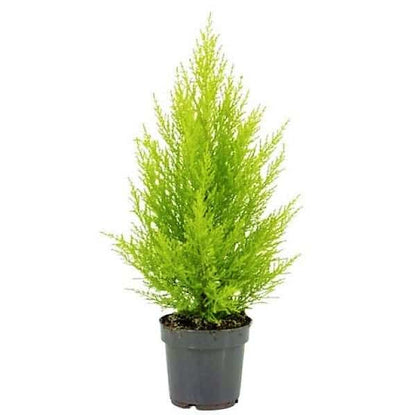 Goldcrest Wilma, Cupressus macrocarpa, Lemon Cyperu