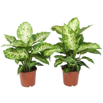 Dieffenbachia Seguine, Maroba, Mars Plant