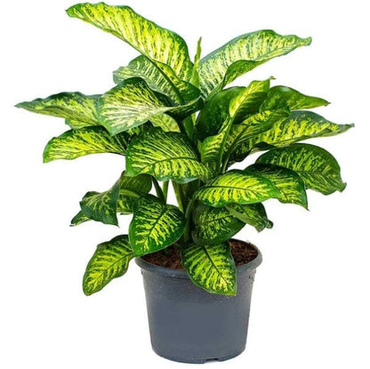 Dieffenbachia Seguine, Maroba, Mars Plant