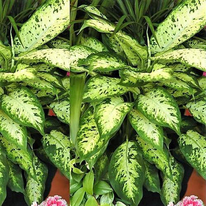 Dieffenbachia Seguine, Maroba, Mars Plant
