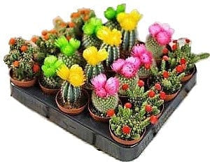 Ornamental Cactus Plant (Small)
