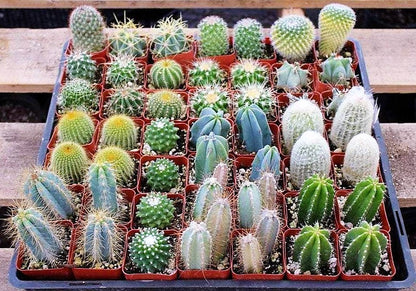 Ornamental Cactus Plant (Small)