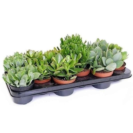 Crassula Plant (Mix)