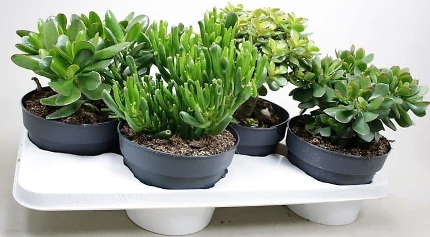 Crassula Plant (Mix)