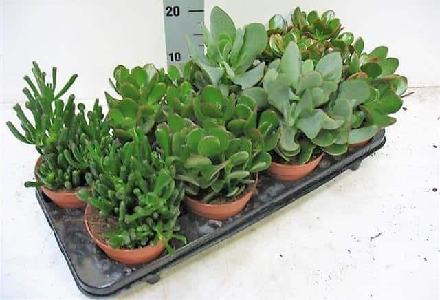 Crassula Plant (Mix)