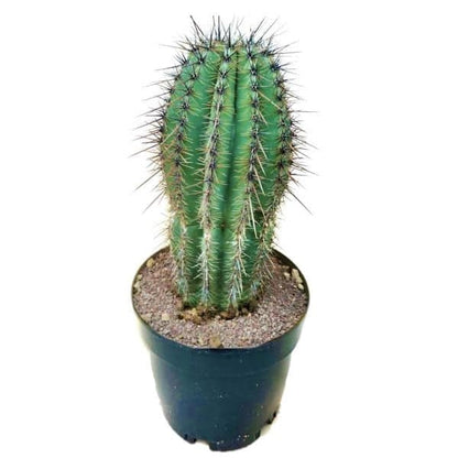 Saguaro Cactus