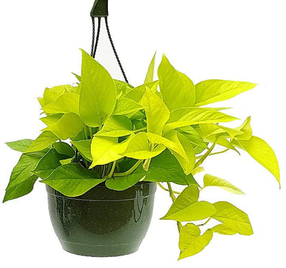 Neon Pothos Plant